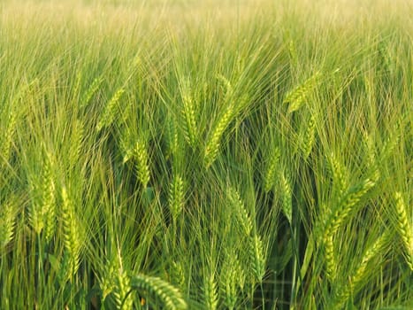 Green barley feeds