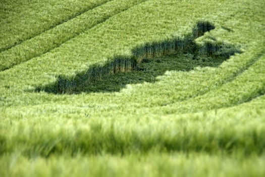 Green cornfield with rain damage