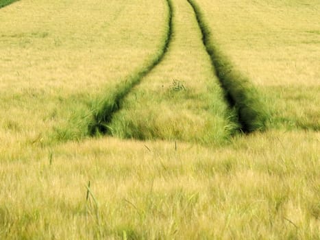 Kornfeld with lanes
