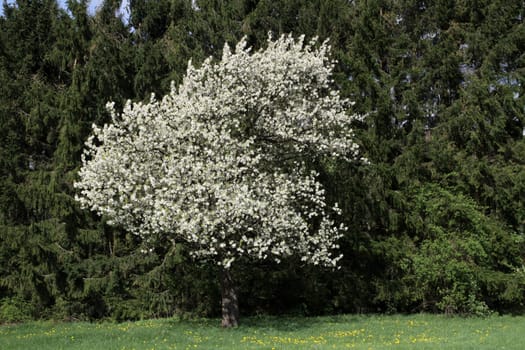 Blooming cherry tree