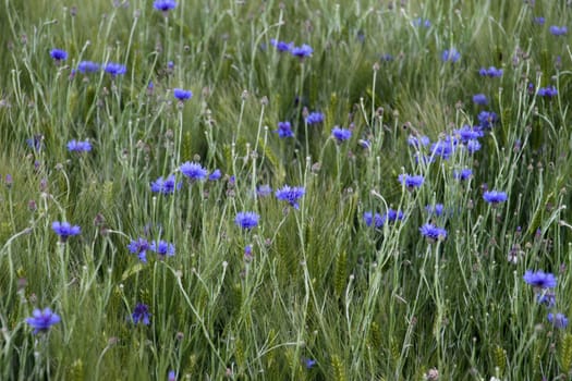 Cornfield with cornflowers