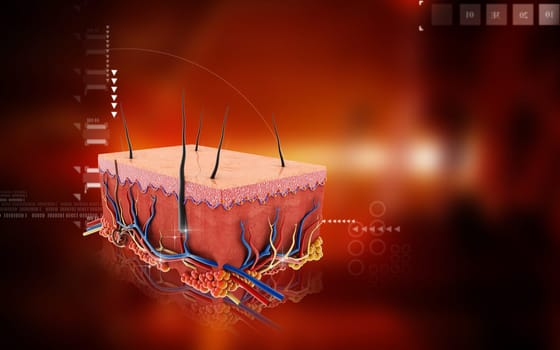 Digital illustration of Skin in colour background