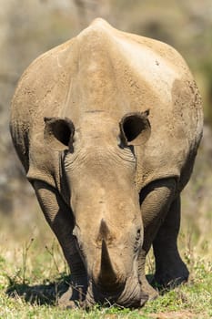 Rhinos with red billed ox-pecker birds cleaning ears in animal wildlife animal wilderness terrain habitat in Imfolozi reserve Zululand South Africa