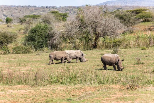 Rhinos with red billed ox-pecker birds cleaning ears in animal wildlife animal wilderness terrain habitat in Imfolozi reserve Zululand South Africa