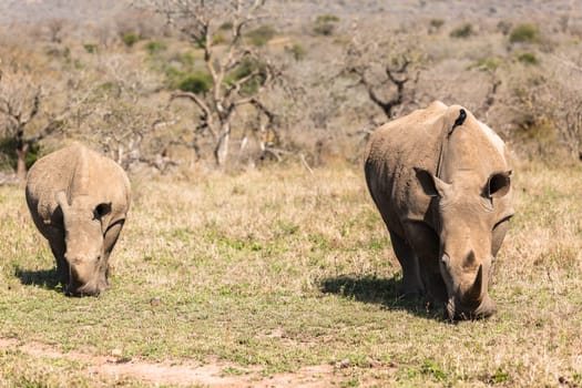 Rhinos with red billed ox-pecker birds cleaning ears in animal wildlife animal wilderness terrain habitat in Imfolozi reserve Zululand South Africa