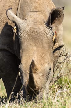 Rhinos with red billed ox-pecker birds cleaning ears in animal wildlife animal wilderness terrain habitat in Imfolozi reserve Zululand South Africa