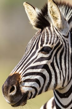 Zebra closeup head portrait animal wildlife wilderness terrain habitat Imfolozi Reserve South Africa
