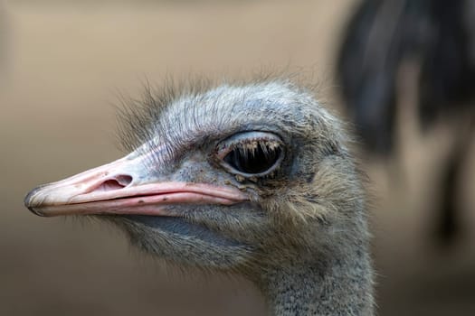 Struthio Camelus is either one or two species of large flightless birds native to Africa.