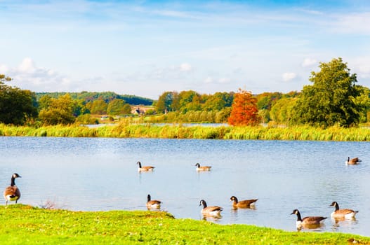 English landscape in autumn with colorful trees and wildlife