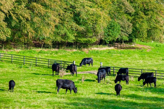 Cows grazing in a fresh green field, England