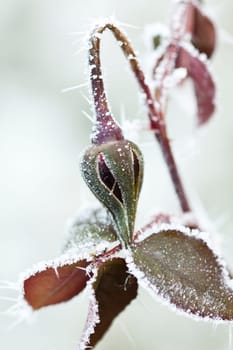 Close up on frozen rose bud with huge  ice crystals