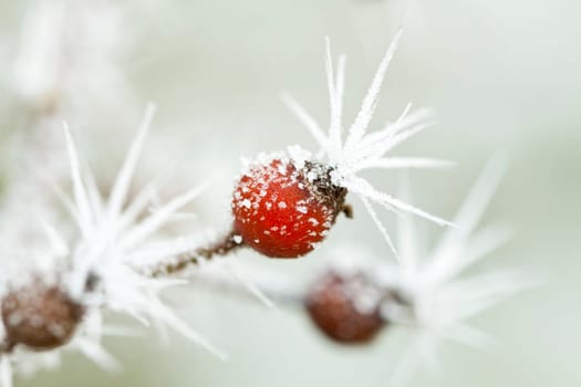 Close up on frozen rose bud with huge  ice crystals