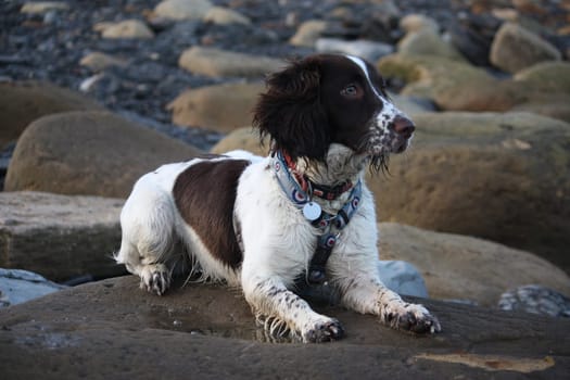 cute working type english springer spaniel pet gundog on a rock at the beach
