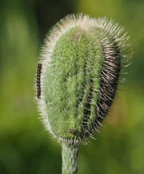 Poppy bud with butterfly caterpillar