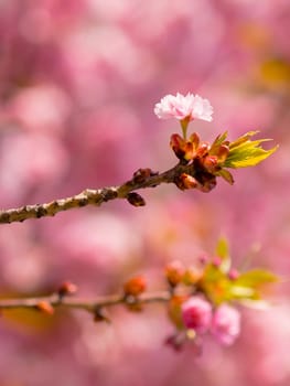 Soft pink blossom on a branch with blurred backgroung
