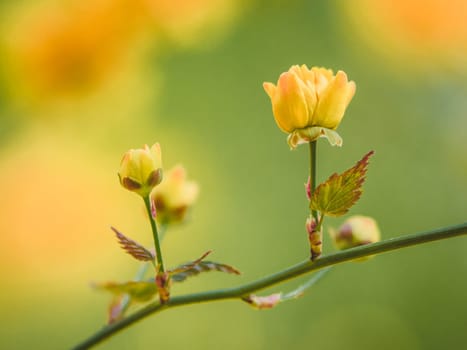 spring, summer, season, nature, plant, green, flora, yellow, blossom, beautiful, flower, background, park, day, sunny, natural, beauty, floral, petal, leaf, blur, bloom, fresh