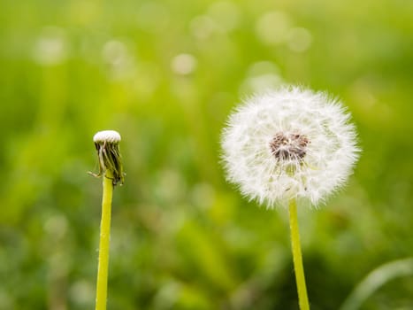 Oposite dandelions