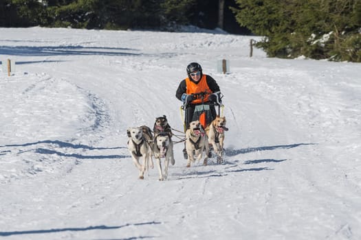German Championship Sled Dog Race Frauenwald 2015