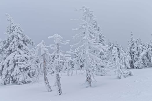 Winter landscape in the Harz