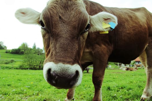 A curious young dairy cow. Allgäu era-brown cattle in the pasture