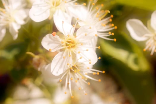 The close-up of a white and soft cherry blossom.
