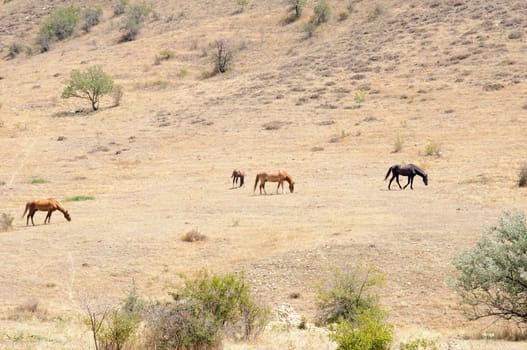 Horses grazing in the arid hillside