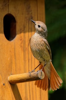 Garden redtail at the nestbox
