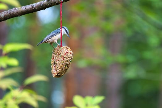 Nuthatch, observed at a feeder heart feeding in the forest. Small gray and white bird. Animal photo from nature