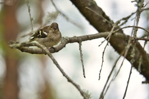 Chaffinch young on a branch in the forest. Brown, gray, green plumage. Small songbird in nature. Animal photo of small bird