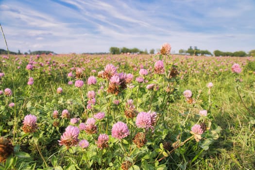 Clover field on a meadow. Flower meadow in green and pink. Plants from nature. Landscape photograph.