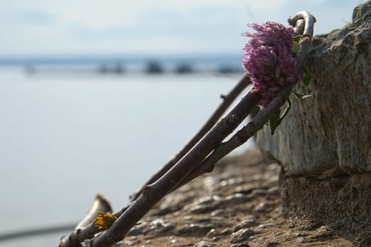 Flower wreath on vätterm at Näs slott ruin in Sweden. Landscape photograph