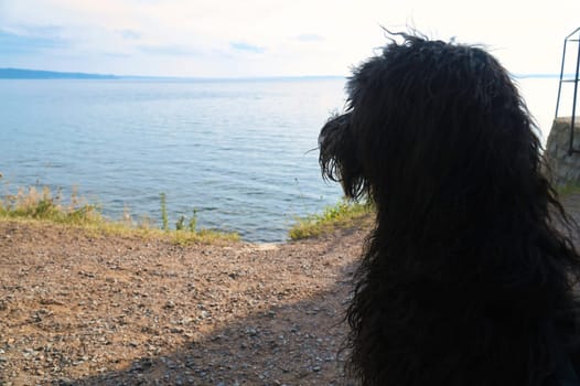 Goldendoodle with view on the Vätterm at the ruin Näs slott in Sweden. Landscape shot with a dog