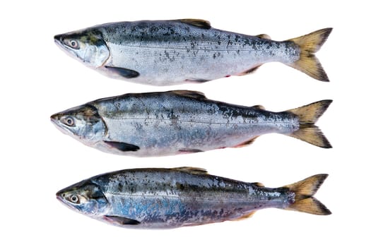 Red salmon isolated on white background, top view