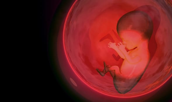Fetus - 3d render illustration of an embryo