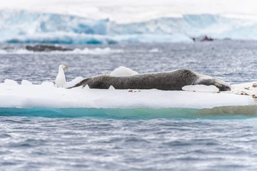 Leopard seal (Hydrurga leptonyx) on an ice floe in Cierva Cove a quiet bay on the Antarctic Peninsula