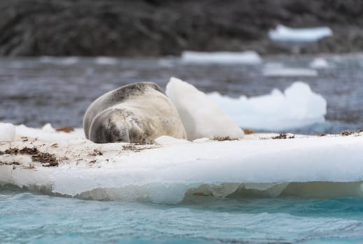 Leopard seal (Hydrurga leptonyx) on an ice floe in Cierva Cove a quiet bay on the Antarctic Peninsula