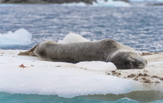 Leopard seal (Hydrurga leptonyx) on an ice floe in Cierva Cove a quiet bay on the Antarctic Peninsula