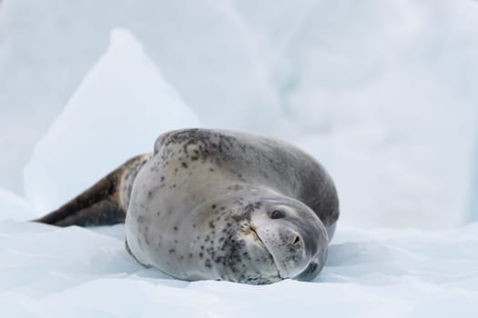 Leopard seal (Hydrurga leptonyx) on an ice floe in Cierva Cove a quiet bay on the Antarctic Peninsula