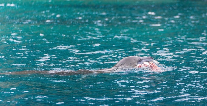 Leopard seal (Hydrurga leptonyx) on an ice floe in Cierva Cove a quiet bay on the Antarctic Peninsula
