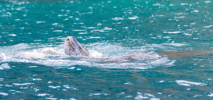 Leopard seal (Hydrurga leptonyx) on an ice floe in Cierva Cove a quiet bay on the Antarctic Peninsula