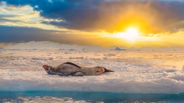 Leopard seal (Hydrurga leptonyx) on an ice floe in Cierva Cove a quiet bay on the Antarctic Peninsula