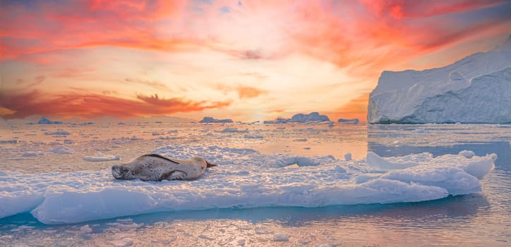 Leopard seal (Hydrurga leptonyx) on an ice floe in Cierva Cove a quiet bay on the Antarctic Peninsula