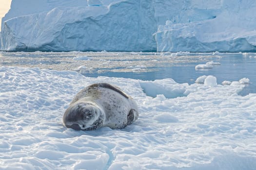Leopard seal (Hydrurga leptonyx) on an ice floe in Cierva Cove a quiet bay on the Antarctic Peninsula