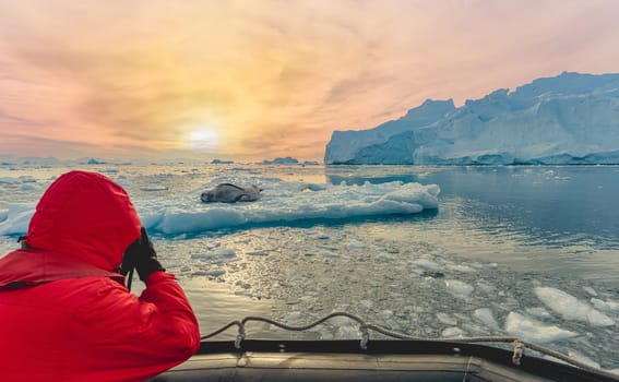 Leopard seal (Hydrurga leptonyx) on an ice floe in Cierva Cove a quiet bay on the Antarctic Peninsula