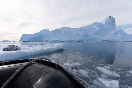 Leopard seal (Hydrurga leptonyx) on an ice floe in Cierva Cove a quiet bay on the Antarctic Peninsula