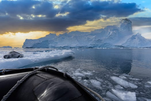 Leopard seal (Hydrurga leptonyx) on an ice floe in Cierva Cove a quiet bay on the Antarctic Peninsula