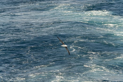 Lying Wandering Albatross (Diomedea exulans) against a yellow sky at sunset, - the bird with the largest wingspan in the world