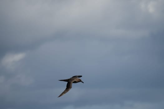 Dark albatross (Phoebetria fusca) a sooty black albatross with characteristically long, narrow wings and a narrow tapered tail