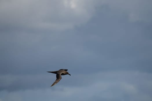 Dark albatross (Phoebetria fusca) a sooty black albatross with characteristically long, narrow wings and a narrow tapered tail
