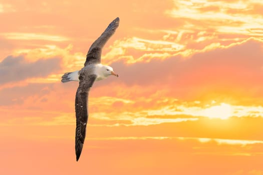 Lying Wandering Albatross (Diomedea exulans) against a yellow sky at sunset, - the bird with the largest wingspan in the world
